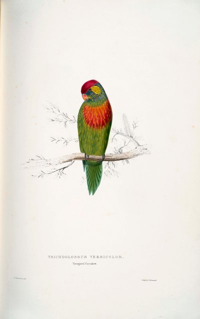 Psitteuteles versicolor von Edward Lear